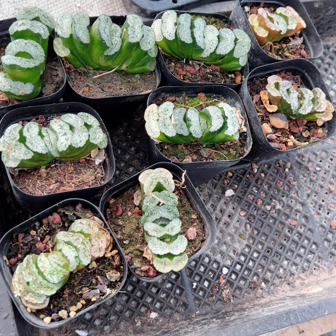 玄武玉扇多肉植物一颗