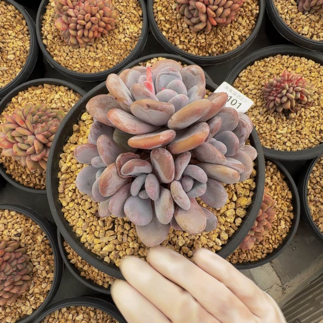 a a a a a a a a a a 101