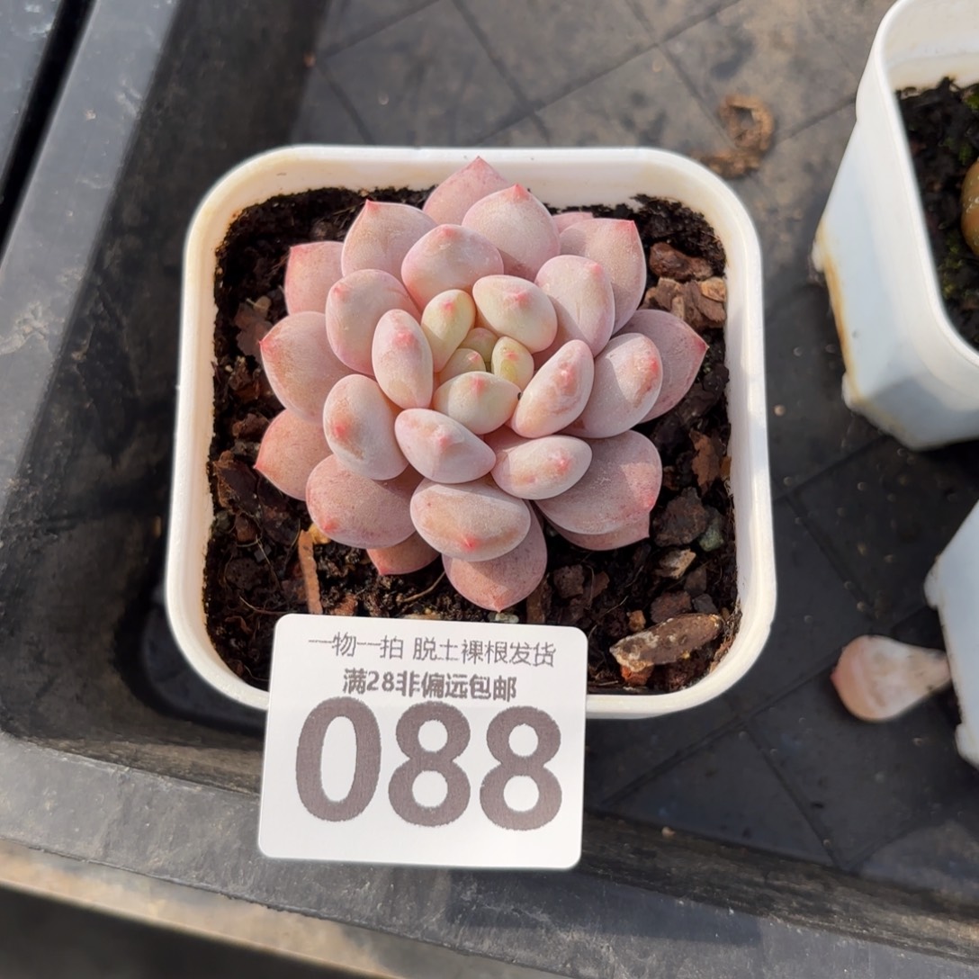 半夏单头无盆土发货