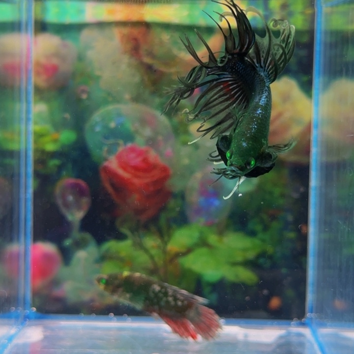 斗鱼哈哈真可爱我喜欢一