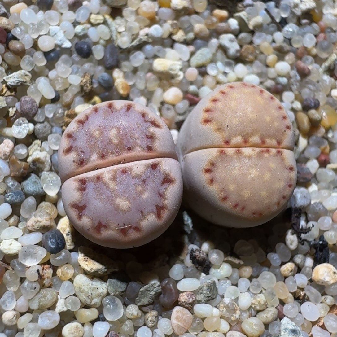 Ssss精品生石花3083