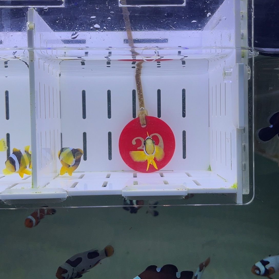 海水鱼海水观赏鱼3-4厘米