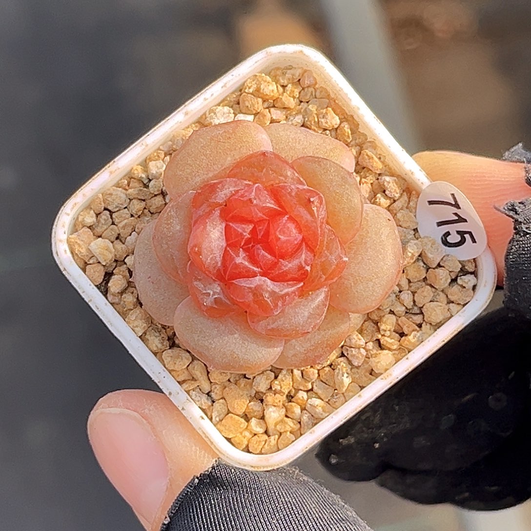 715  果味气泡珍妮多肉