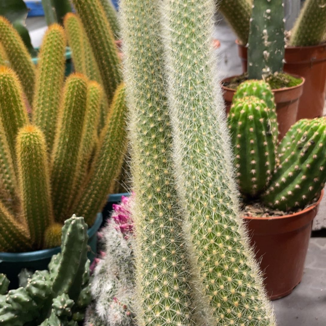 自根新品狐妞保30公分