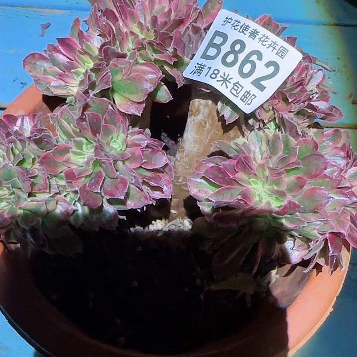 多肉法师淘宝福利