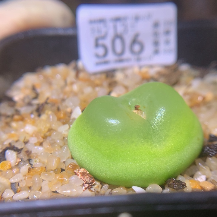 精品生石花213.506