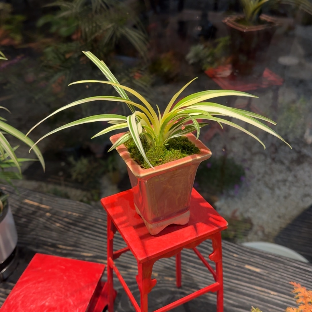 全部花朵山野草陶盆