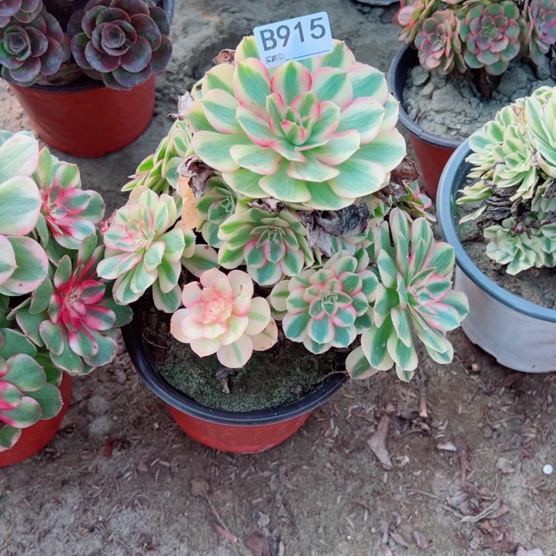 915倾城多肉植物法师