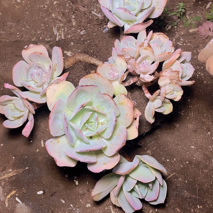 你说是谁就让我们等的