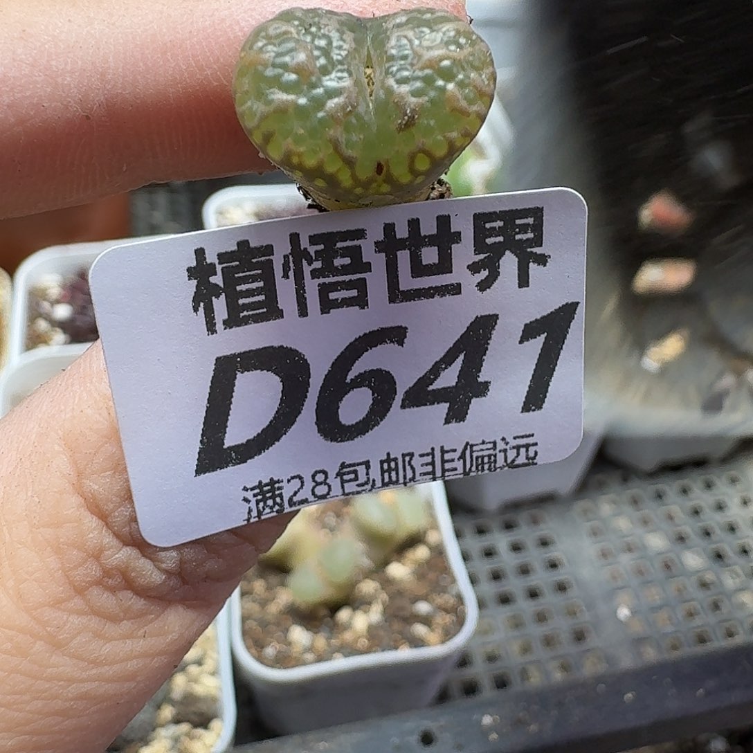 多肉植物的润泽fgb