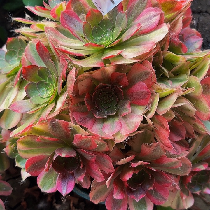 雨荷8-34-882偏远不包邮