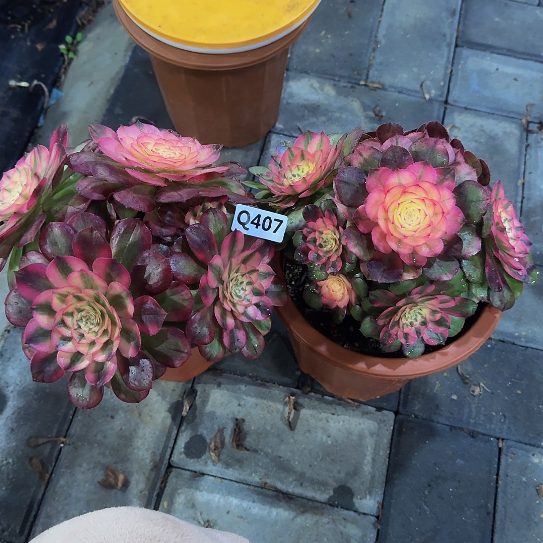 小*人407荔枝2颗不周正44冠服20左右