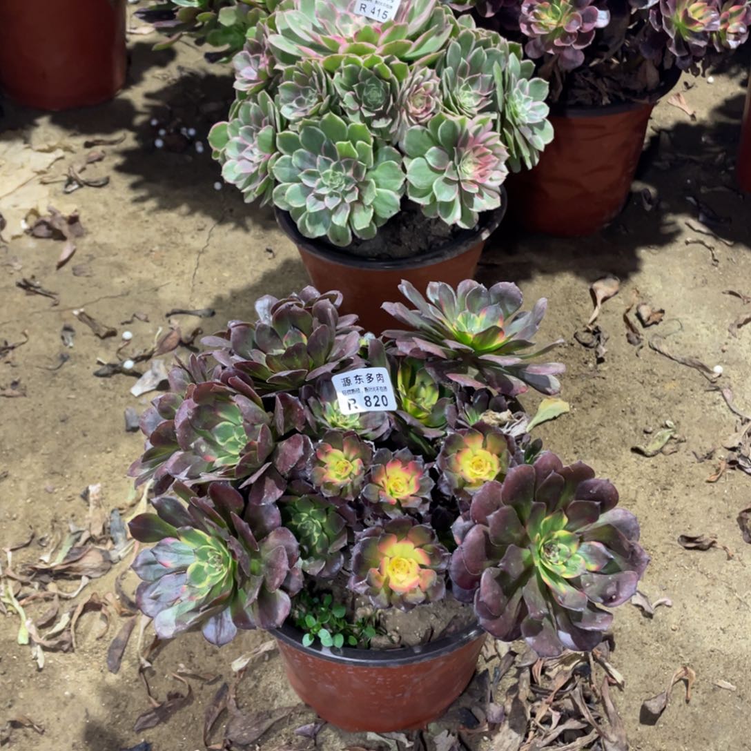 820烟花多肉法师断枝不包