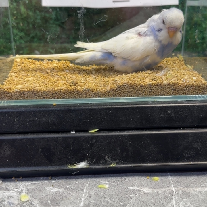 虎皮鹦鹉大头虎皮鹦鹉