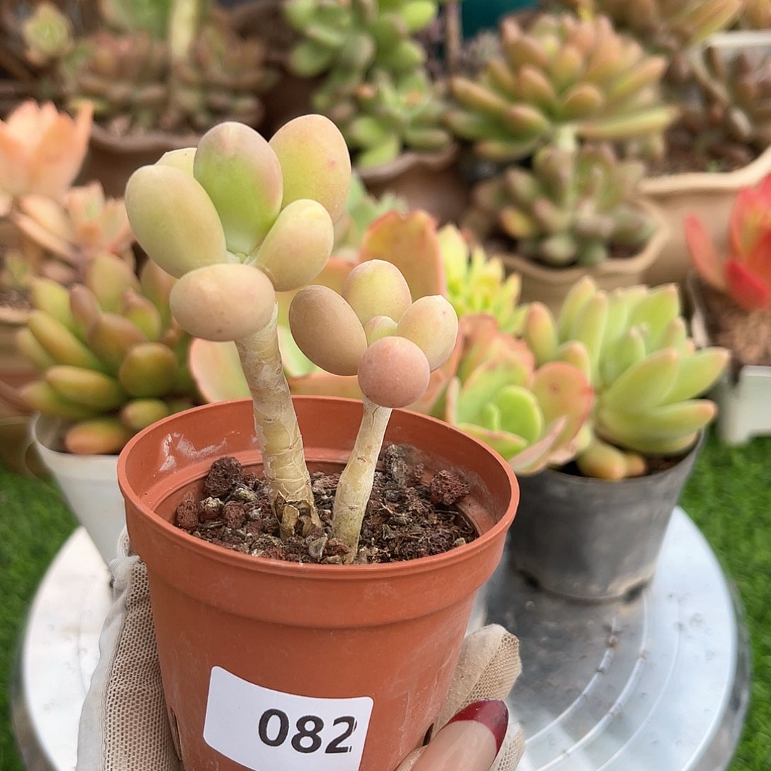 芒果奶。 082。 11111111