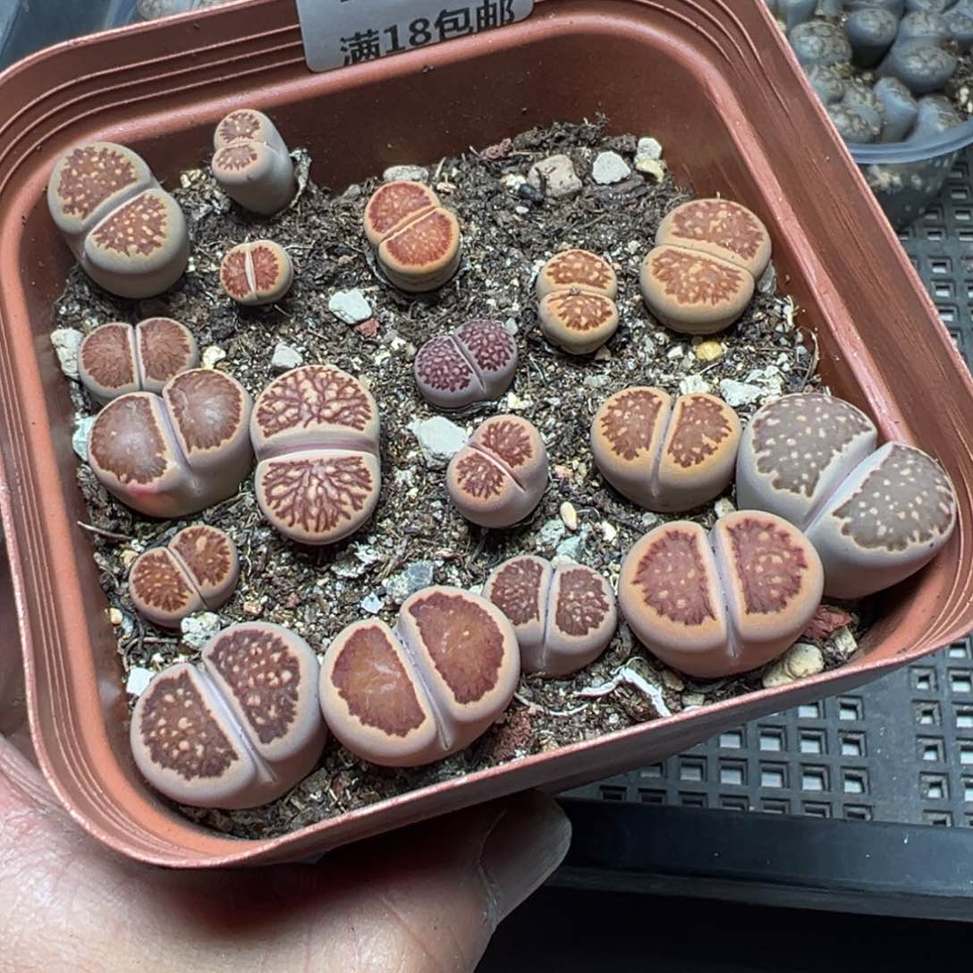 【闪购商品】 782。    