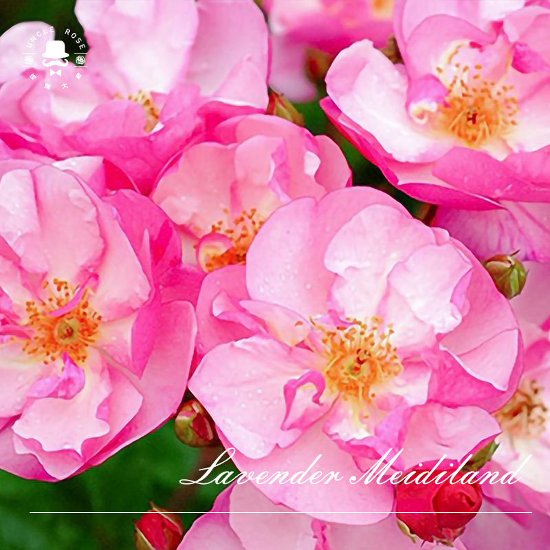 玫瑰大叔 薰衣草玫迪兰 玫昂勤花丰花地被低维护庭院阳台花园种植