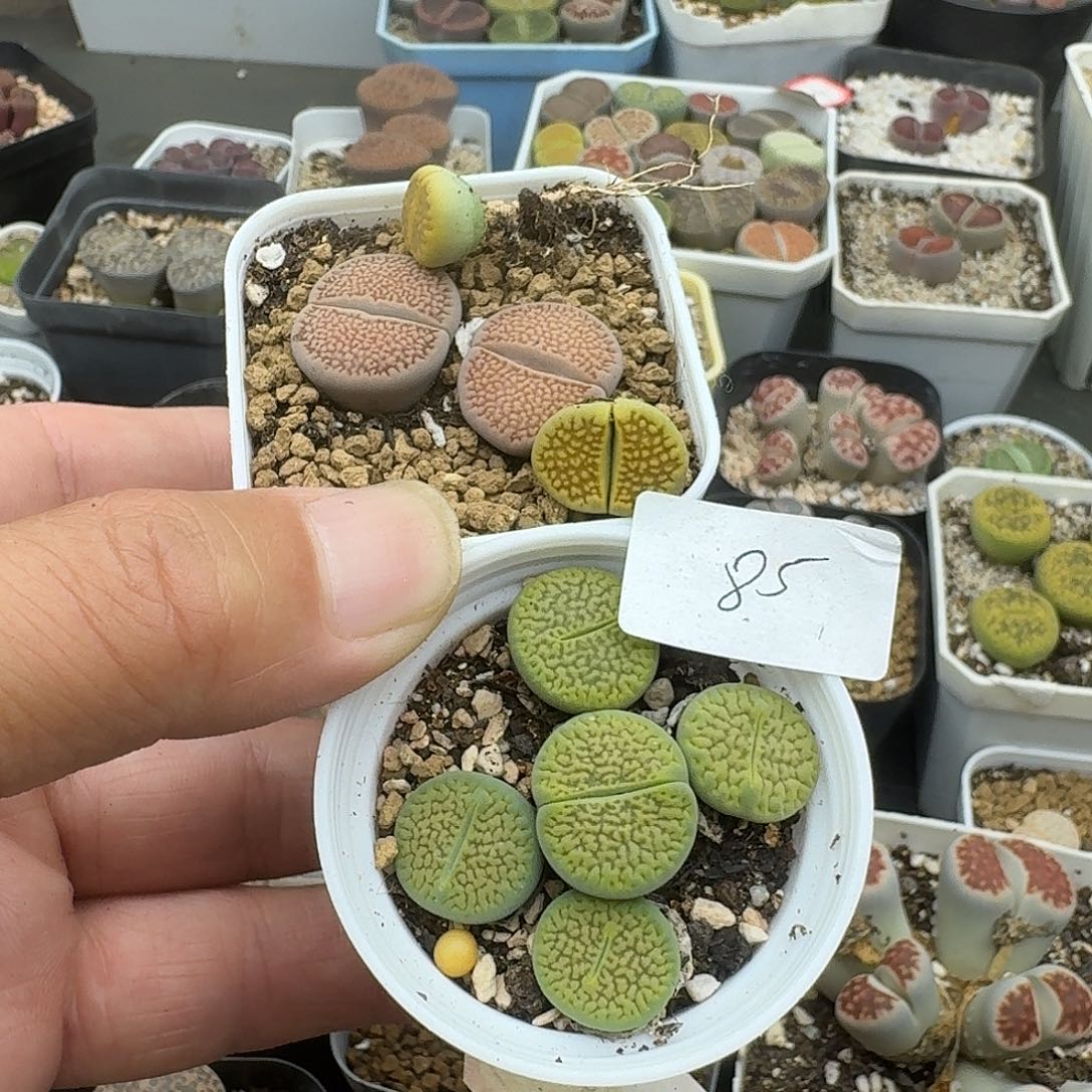 85多肉哈哈哈哈哈哈哈哈