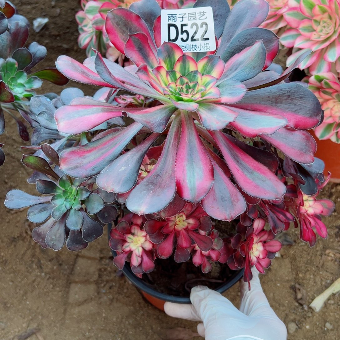 522花蝴蝶雨子多肉植物