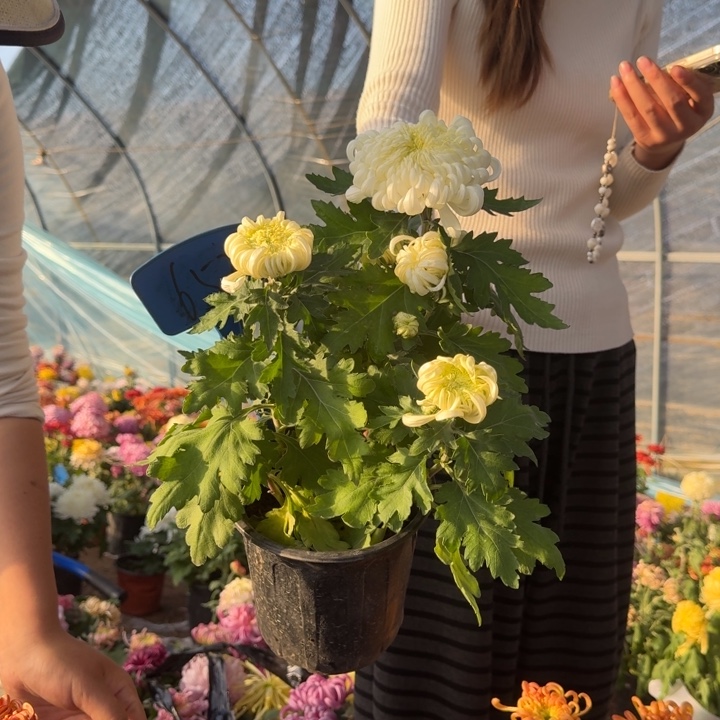 1***鸡完全开放新品白色