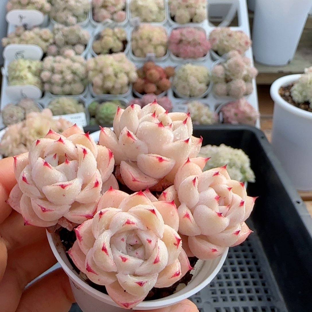 【闪购商品】0123-33小魔仙