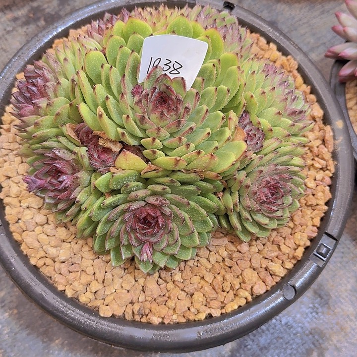 1038绿水晶多肉植物