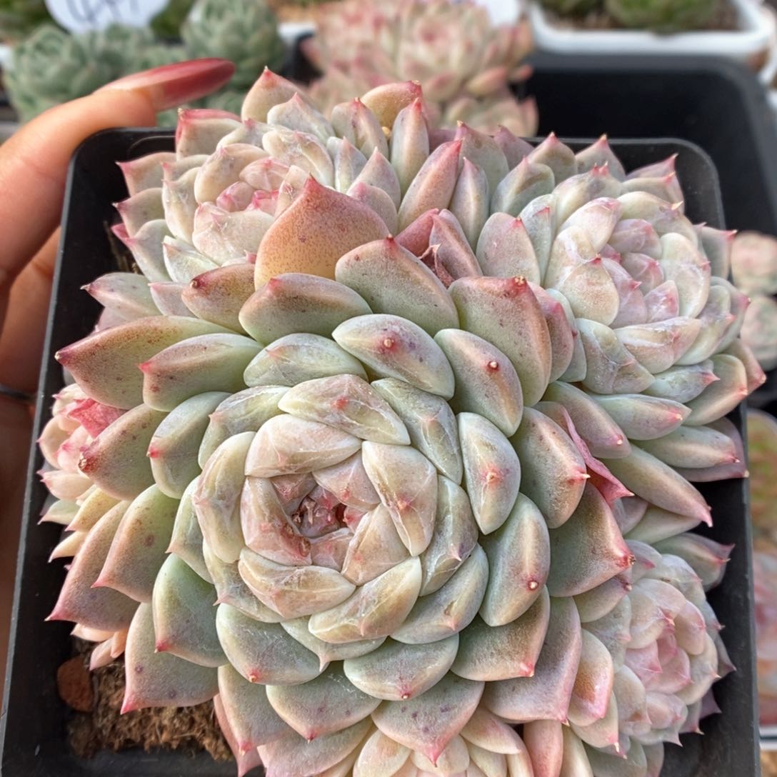 糖心冰魄群生373号。