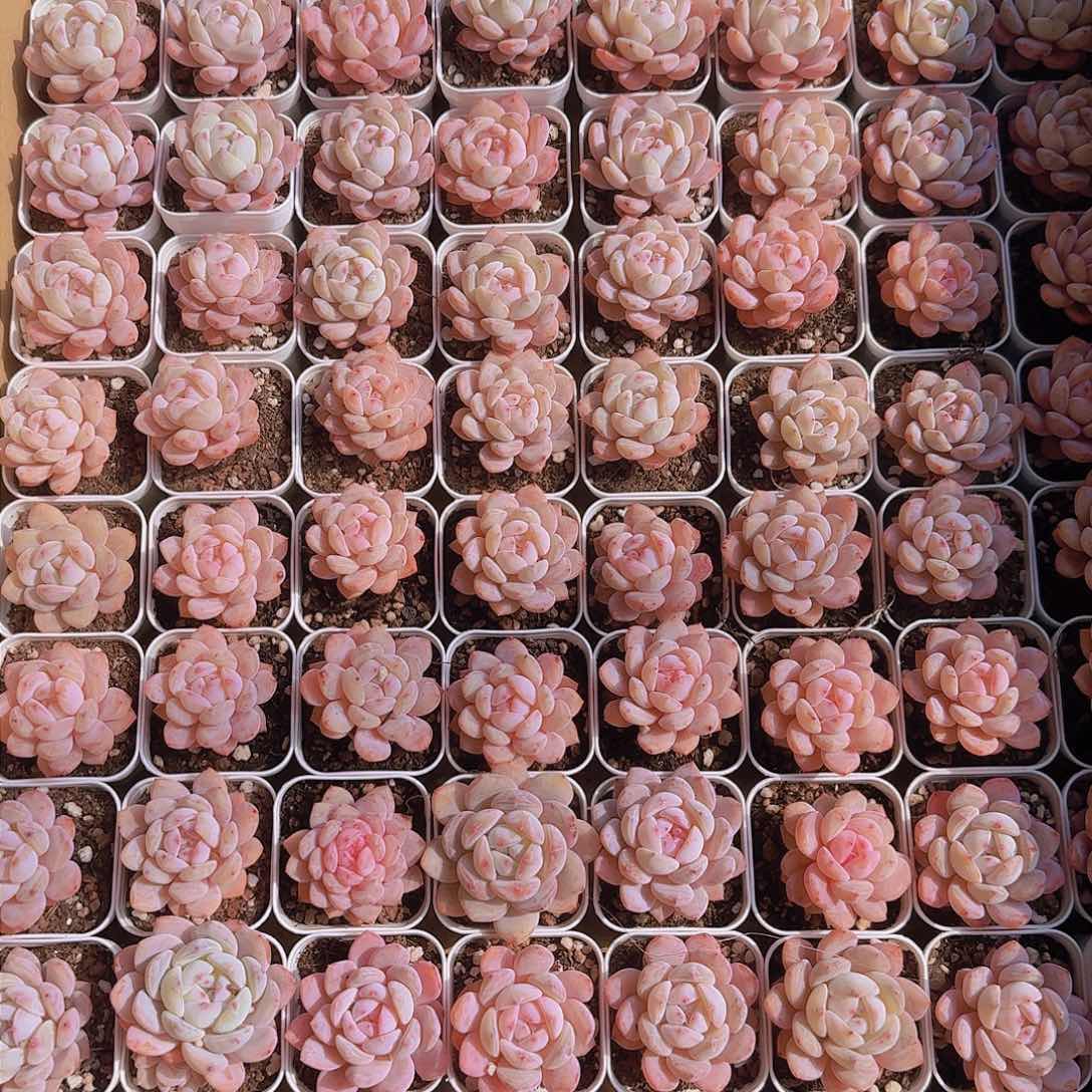 整箱果冻钻石星影96盆