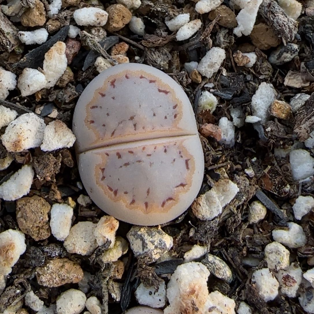 12.6.c215饼干.9072