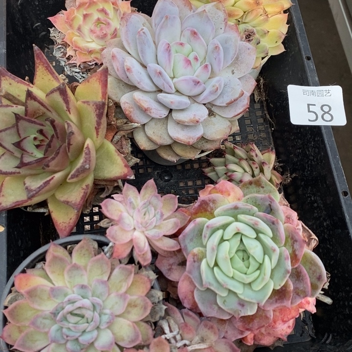 58 多肉植物盆栽花卉植物
