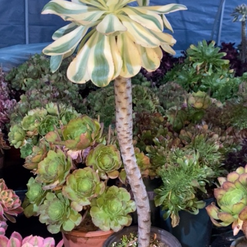 燕姿锦多肉植物034