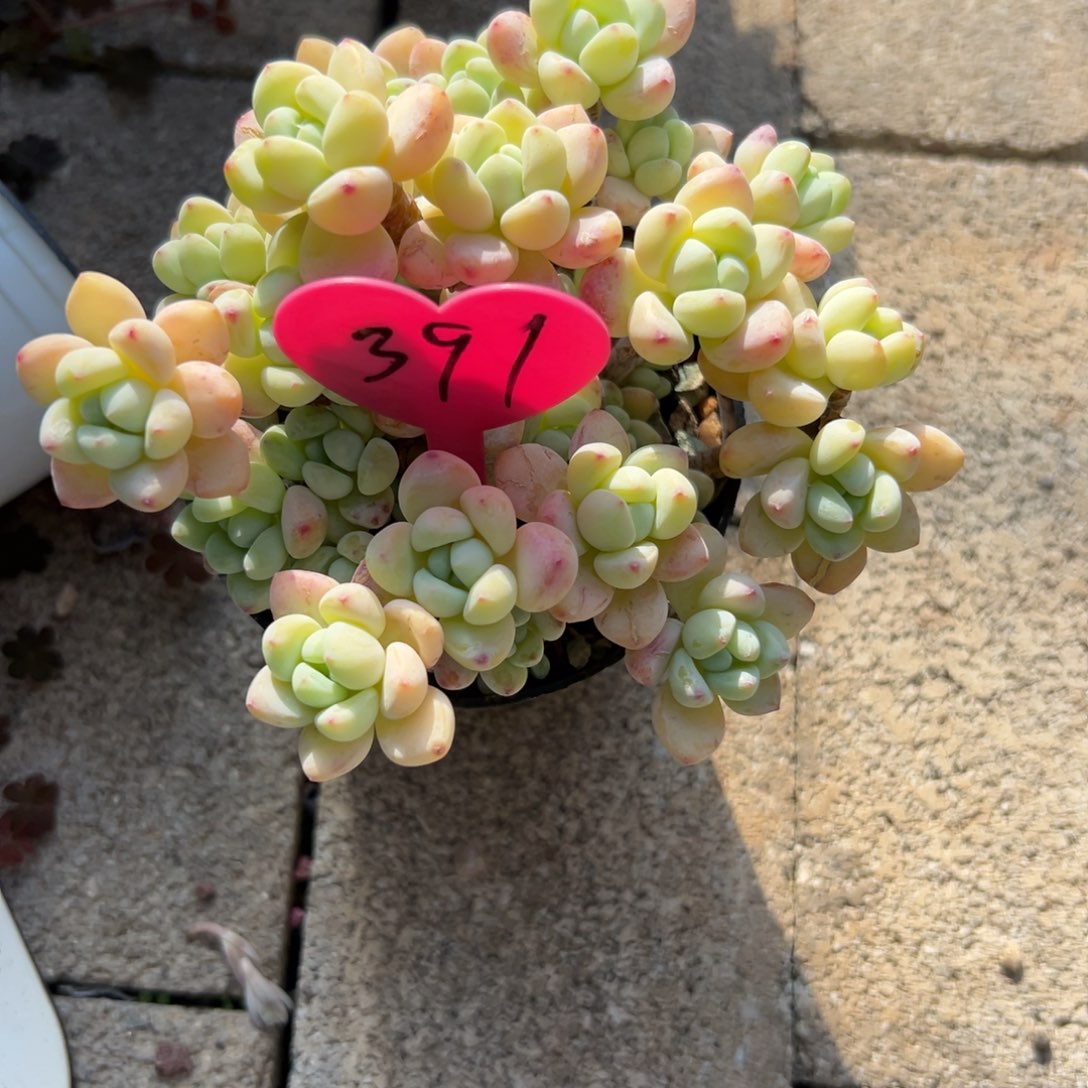 时****^多肉植物一物一拍