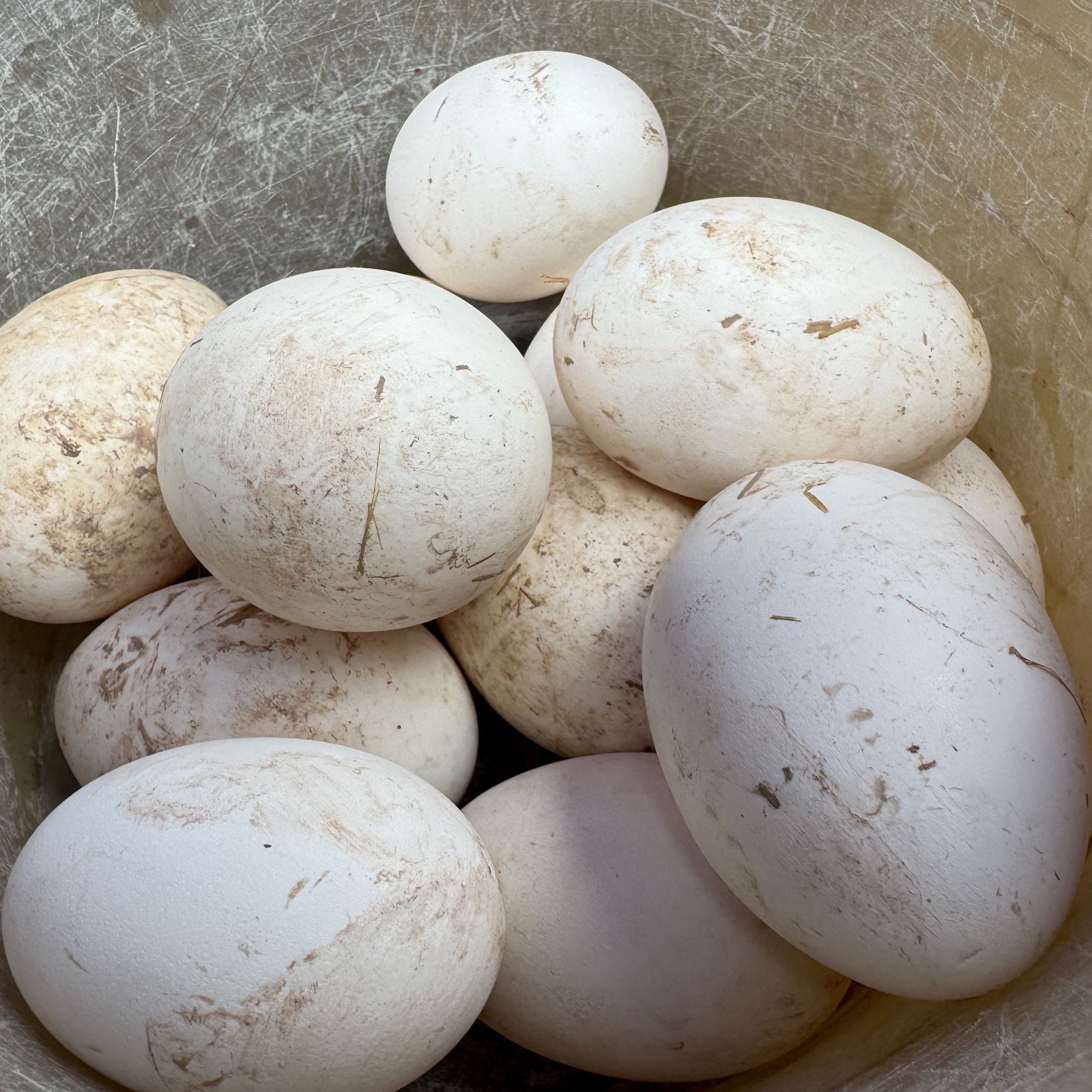 (蒋支书助农）土鹅蛋12枚 农户家自己养的鹅下的蛋