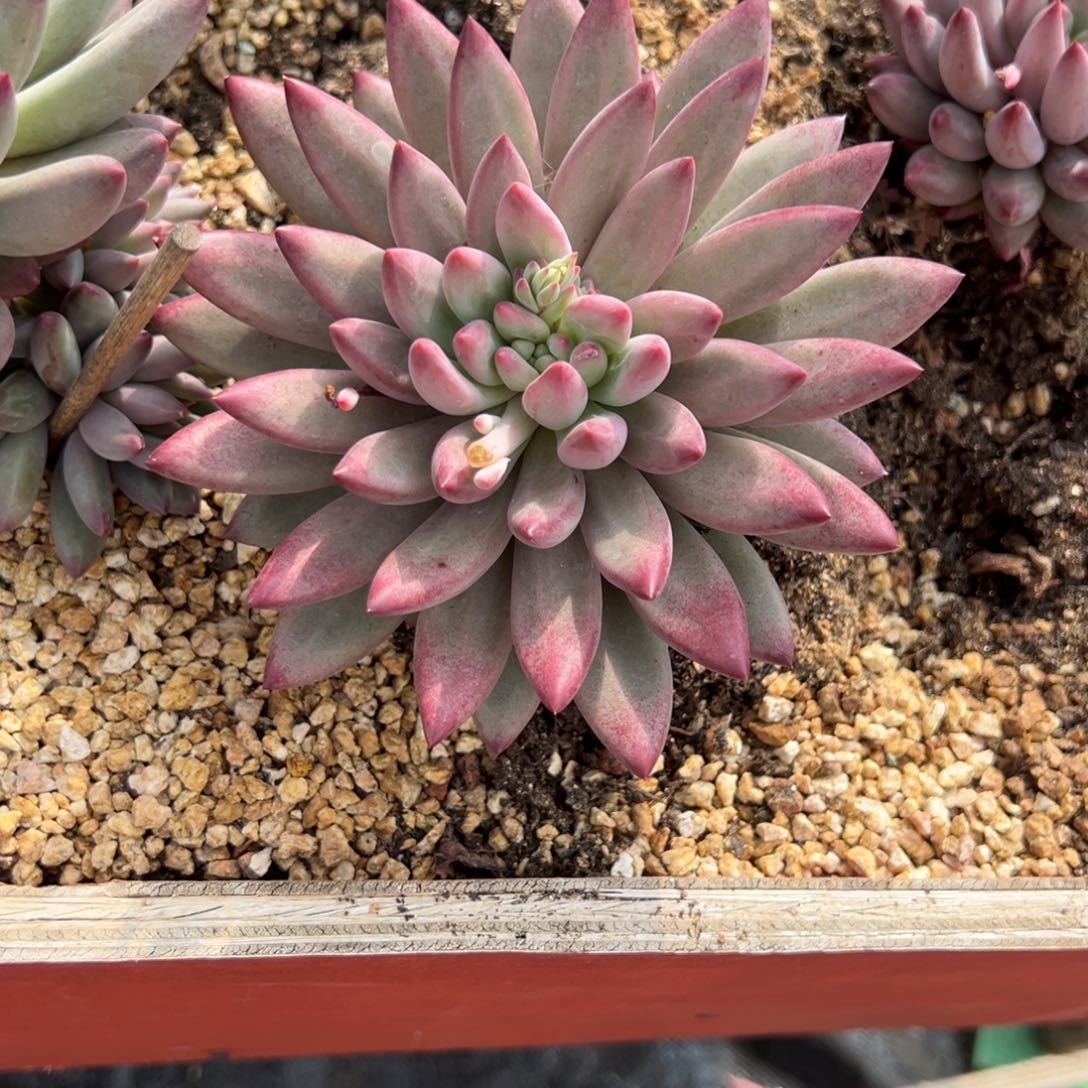 T***i美人多肉一物一拍