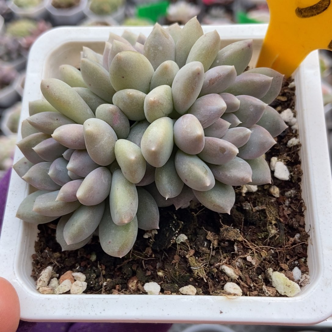 537奶糖多肉植物多肉