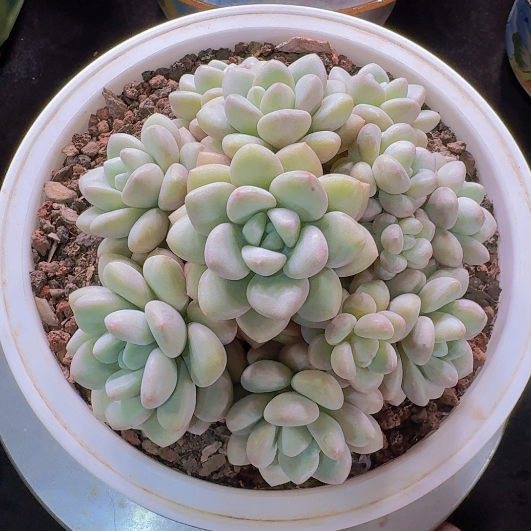 泡泡糖多肉一物一拍