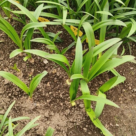 王***芝完全开放笑脸5+一颗