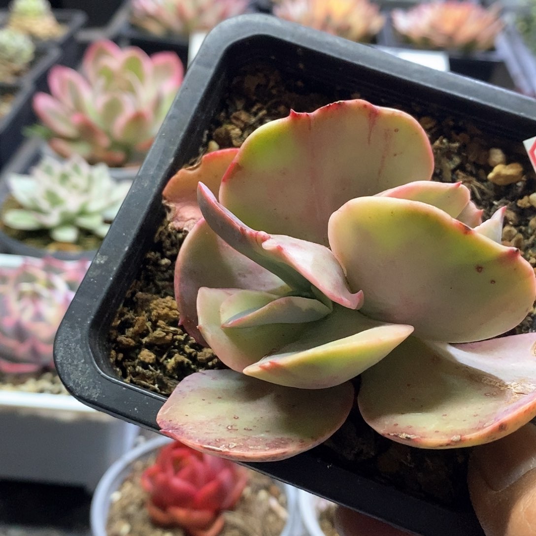 21160初吻锦多肉植物