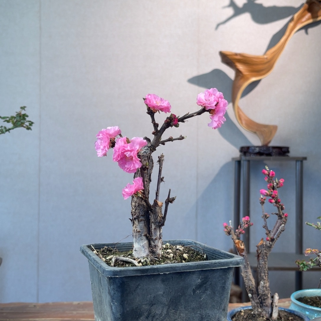 微月季盆景111111L*u