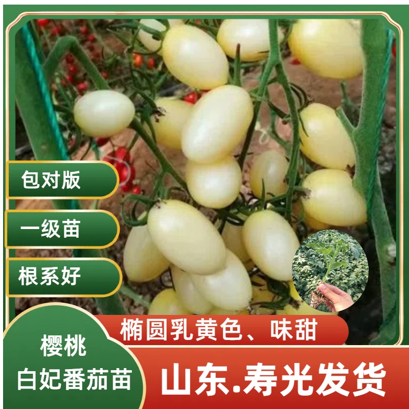 山东寿光白玉樱桃西红柿苗小番茄圣女果白妃白色樱桃西红柿盆栽