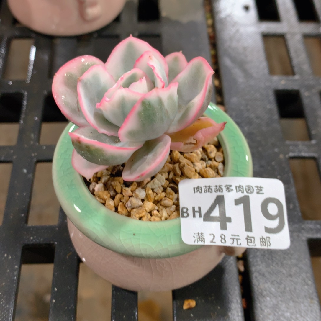 肉萌萌5cm拇指盆精控多肉BH419