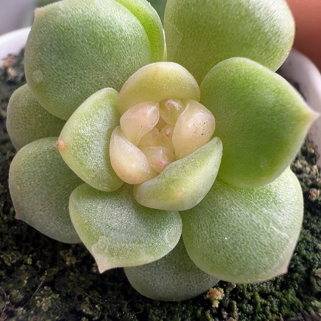 福利桃心。原价38。   