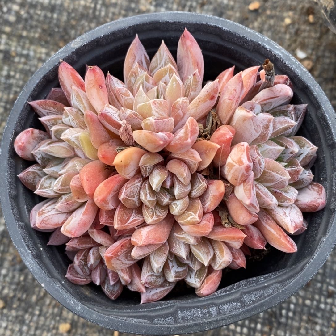 自助下单多肉下滑链接更多品种-