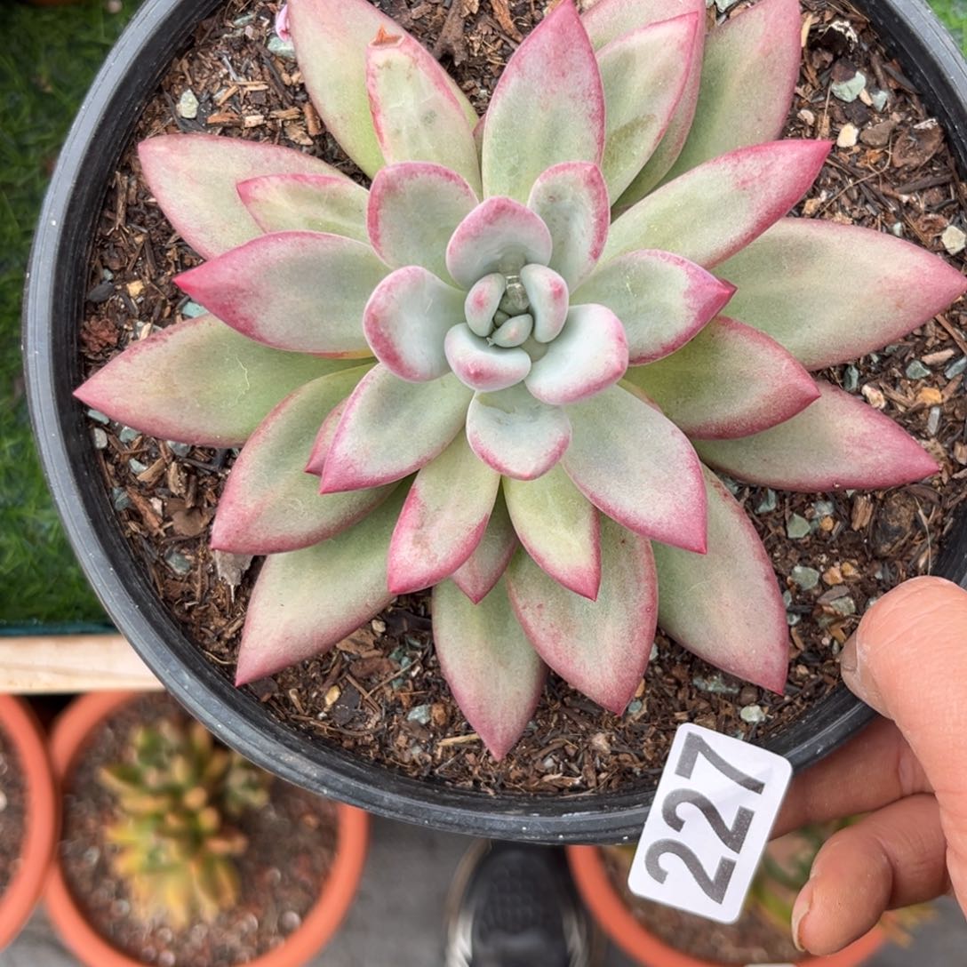 多肉赫本鲁斯227