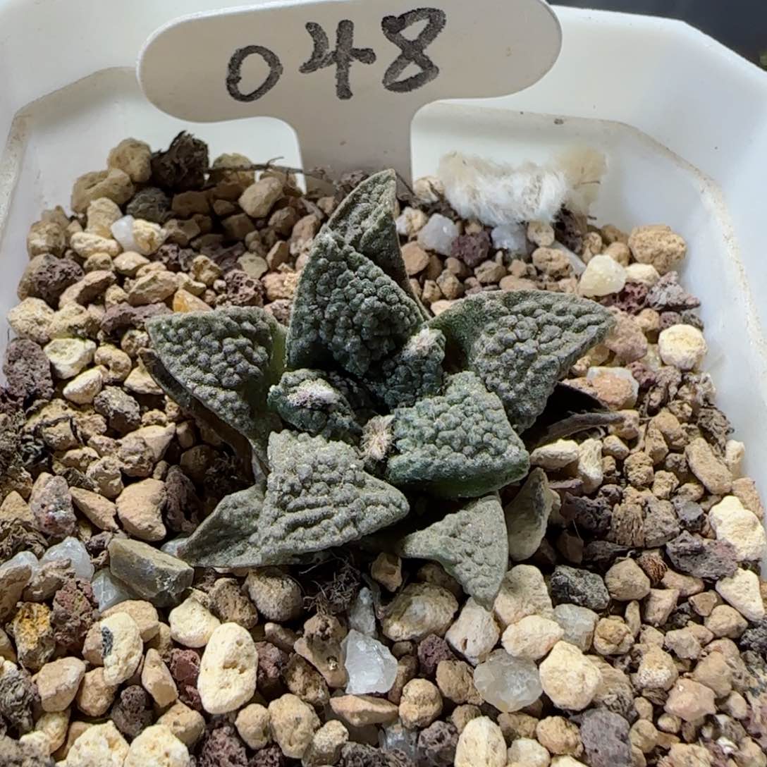 48实生龟甲牡丹多肉