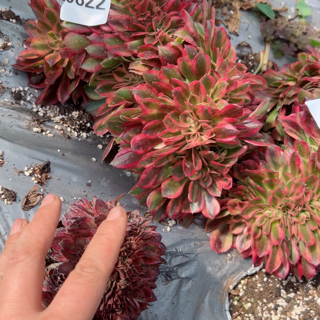 822 号多肉植物法师新年福利