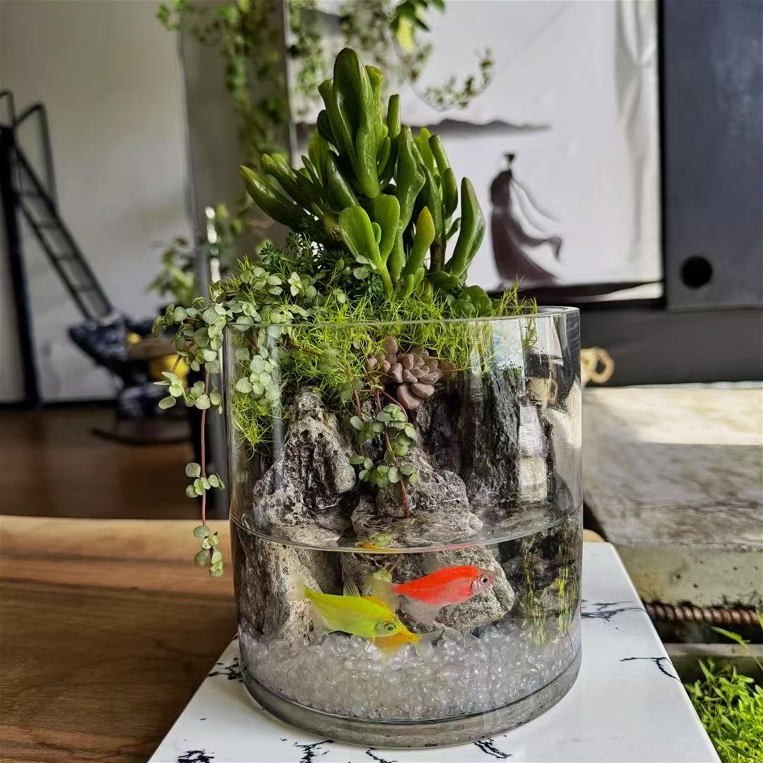 【来财】吸财树+中华景天+爱尔兰珍珠草+灰绿冷水花办公室