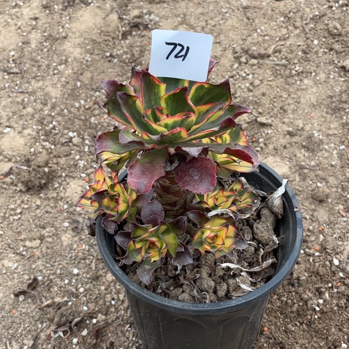 用***8法师植物魅影法师721