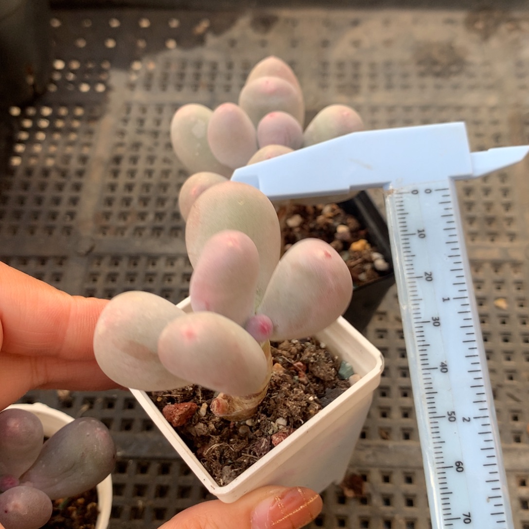 米可奶 不凑满28元发一片叶 不售后 到付