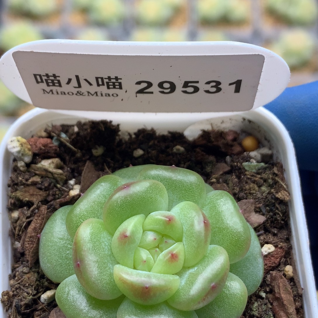 多肉植物杂交珍妮